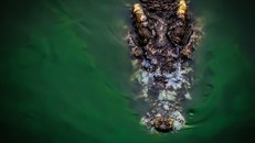 Phát hiện thi thể người trong bụng cá sấu dài 4m