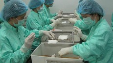 Tiêm thử nghiệm vaccine trên chuột tại Vabiotech. - Ảnh: Vnexpress
