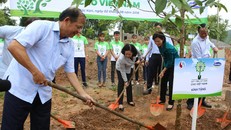 Vinamilk chung tay cùng người dân vừa trồng cây gây rừng, vừa tạo sinh kế
