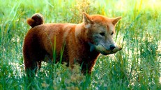 Hé lộ những hình ảnh đầu tiên về chú chó Shiba đóng trong phim 'Cậu Vàng'