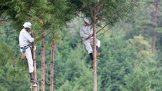 Phá rừng và công cuộc 'sửa sai' của Nhật Bản