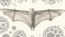 Vì sao dơi trở thành vật chủ lý tưởng cho virus gây dịch bệnh?