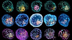 Mô hình hoàn chỉnh đầu tiên của phôi nang người. - Ảnh: Đại học Monash.