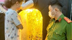 Cần sa được trồng với máy điều hòa, đèn điện điều tiết ánh sáng rất tinh vi.