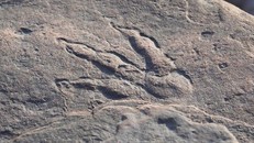 Trung Quốc phát hiện 4.300 dấu chân khủng long có niên đại 150 triệu năm 