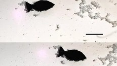 Robot cá có thể "ăn" vi nhựa trong đại dương