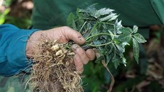 Công nhân Công ty cổ phần sâm Ngọc Linh Kon Tum đang nhổ sâm giống tại vườn ươm để đi trồng. (Ảnh: TTXVN)