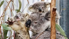 Australia đẩy mạnh kế hoạch bảo tồn loài koala
