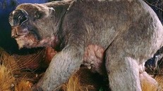 Phát hiện mới về loài gấu túi khổng lồ có từ cách đây 80.000 năm
