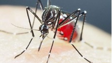 Muỗi truyền bệnh ở châu Á đã phát triển khả năng kháng thuốc diệt côn trùng gấp 10 lần mức trước đây. - Ảnh: AFP