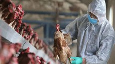 WHO đánh giá nguy cơ lây lan virus cúm gia cầm H5N1
