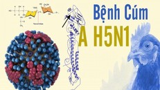 Cảnh giác với nguy cơ bùng phát cúm gia cầm H5N1