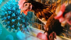 Thành phố Hồ Chí Minh chưa ghi nhận ca bệnh liên quan đến cúm A