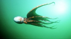 World Cup 2018: Dự đoán đúng 3 trận, bạch tuộc ‘tiên tri’ vẫn bị làm thịt