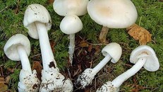 Hà Giang: Sức khỏe của 5 người bị ngộ độc nấm rừng đã cơ bản hồi phục