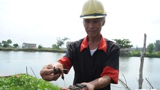 Điêu đứng vì cá, tôm, cua chết không rõ nguyên nhân ở Quảng Nam