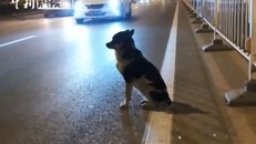 Chú chó trung thành ngồi bên đường đợi chủ nhân quay lại suốt 80 ngày.