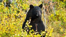 Hình ảnh minh hoạ