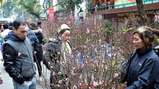 Đào, quất 'giá mềm' bán ngập chợ hoa tết Hàng Lược