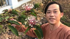 NSƯT Hoài Linh miệt mài đi diễn trong những ngày Tết.