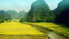Ngắm mùa vàng Tam Cốc đẹp lung linh giữa trời non nước