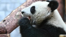 TT Putin hài lòng về món quà ngoại giao của Trung Quốc