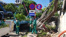 Vì sao Đà Nẵng cắt tỉa hàng chục ngàn cây xanh giữa mùa nắng nóng?