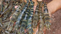 Xuất khẩu tôm 6 tháng cuối năm có nhiều tín hiệu tích cực