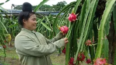 Nông dân thu hoạch thanh long