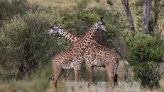 Cảnh báo nguy cơ "tuyệt chủng thầm lặng" đối với hươu cao cổ châu Phi