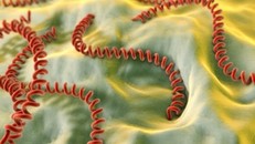 Philippines cảnh báo số ca nhiễm xoắn khuẩn vàng da tăng vọt sau lũ lụt