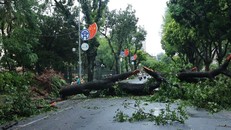 Cây to đổ chắn ngang phố Ngô Quyền, Hà Nội trong năm 2024.