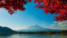 Nhật Bản: Sắc Thu rực rỡ của vùng núi Phú Sĩ trong tiết trời se lạnh đầu Đông