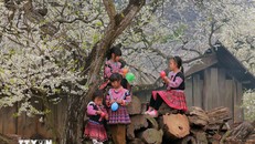 Những em nhỏ dân tộc Mông vui chơi dưới những cây mận đang thi nhau đua nở hoa trắng xóa. Ảnh: Quang Quyết/TTXVN.