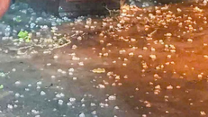 Những viên to như ngón tay cái rơi dày đặc tại Hà Nội.