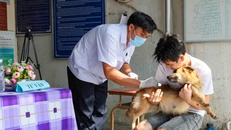 Cán bộ thú y tiêm vaccine phòng dại cho chó để phòng ngừa dịch bệnh.