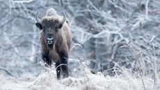 Bò rừng bison có khả năng hấp thụ CO2 đáng kinh ngạc. Ảnh: Michel Doutemont