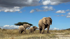 Voi dùng "tên riêng" để giao tiếp với nhau. Ảnh: George Wittemyer/AP