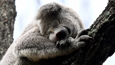 Austraulia xây dựng hành lang sinh thái để bảo tồn loài koala. Ảnh: Dan Himbrechts/AAP
