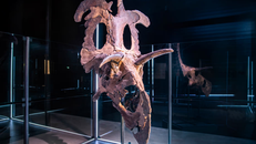 Hộp sọ của Lokiceratops tại Bảo tàng Tiến hóa ở Đan Mạch. Ảnh: Bảo tàng Tiến hóa