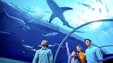 S.E.A Aquarium tại Resort World Sentosa, Singapore. Ảnh: Resort World Sentosa