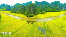 Dòng Ngô Đồng vàng rực đón du khách trong và ngoài nước về tham quan Tam Cốc-Bích Động (thuộc Quần thể Danh thắng Tràng An). Ảnh: Minh Đức/TTXVN