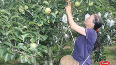 Thành viên HTX Kiên Cường, xã Phiêng Khoài thu hoạch lê Tai Nung.