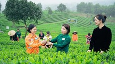 Người phụ nữ quyết tâm khởi nghiệp với trà, tạo việc làm ổn định cho bà con