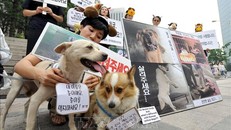 Các nhà hoạt động tham gia biểu tình phản đối ăn thịt chó tại Seoul, Hàn Quốc.