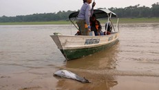Một con cá heo chết trên hồ Tefé vào ngày 18/9/2024. Ảnh: Leonardo Benassatto/Reuters.