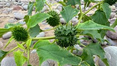 Cận cảnh quả gai của cây cà độc dược. Mọi bộ phận của loài cây này đều cực kỳ độc. Ảnh: Sara Hudston.