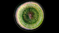 Phát âm thanh cho Trichoderma harzianum, một loại nấm xanh cực nhỏ. Ảnh: Saurabh Viahwakarma/Shutterstock