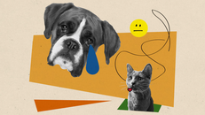 Liệu thú cưng của bạn đang vui hay buồn? Ảnh: The Washington Post