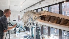 Bộ xương cá voi vây được treo lơ lửng từ trần bảo tàng. Ảnh: Đại học Cambridge